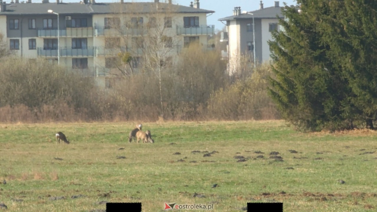 Niezwykli goście w Ostrołęce. Stadko sarenek przy al. Jana Pawła II [27.03.2026] - zdjęcie #4 - eOstroleka.pl