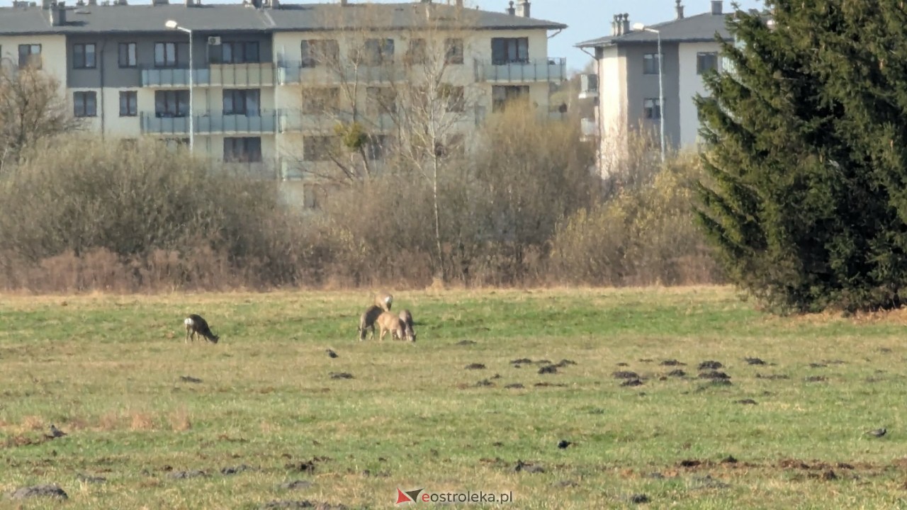 Niezwykli goście w Ostrołęce. Stadko sarenek przy al. Jana Pawła II [27.03.2026] - zdjęcie #3 - eOstroleka.pl