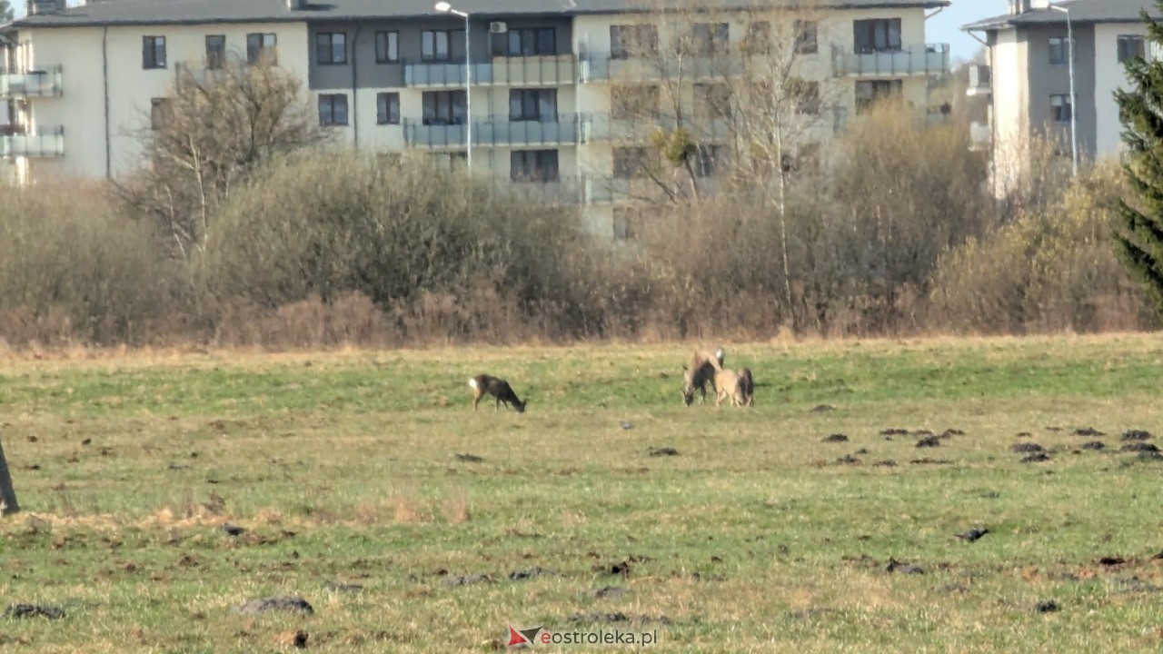 Niezwykli goście w Ostrołęce. Stadko sarenek przy al. Jana Pawła II [27.03.2026] - zdjęcie #2 - eOstroleka.pl
