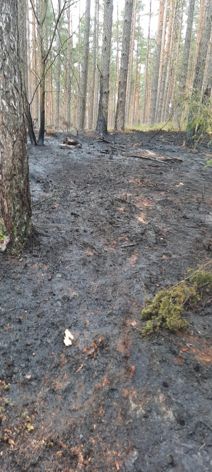 Pożar lasu w miejscowości Tyczek [14.04.2026] - zdjęcie #13 - eOstroleka.pl