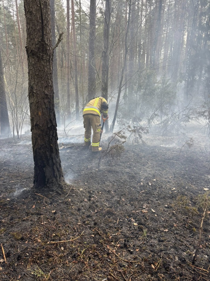Pożar lasu w miejscowości Tyczek [14.04.2026] - zdjęcie #9 - eOstroleka.pl