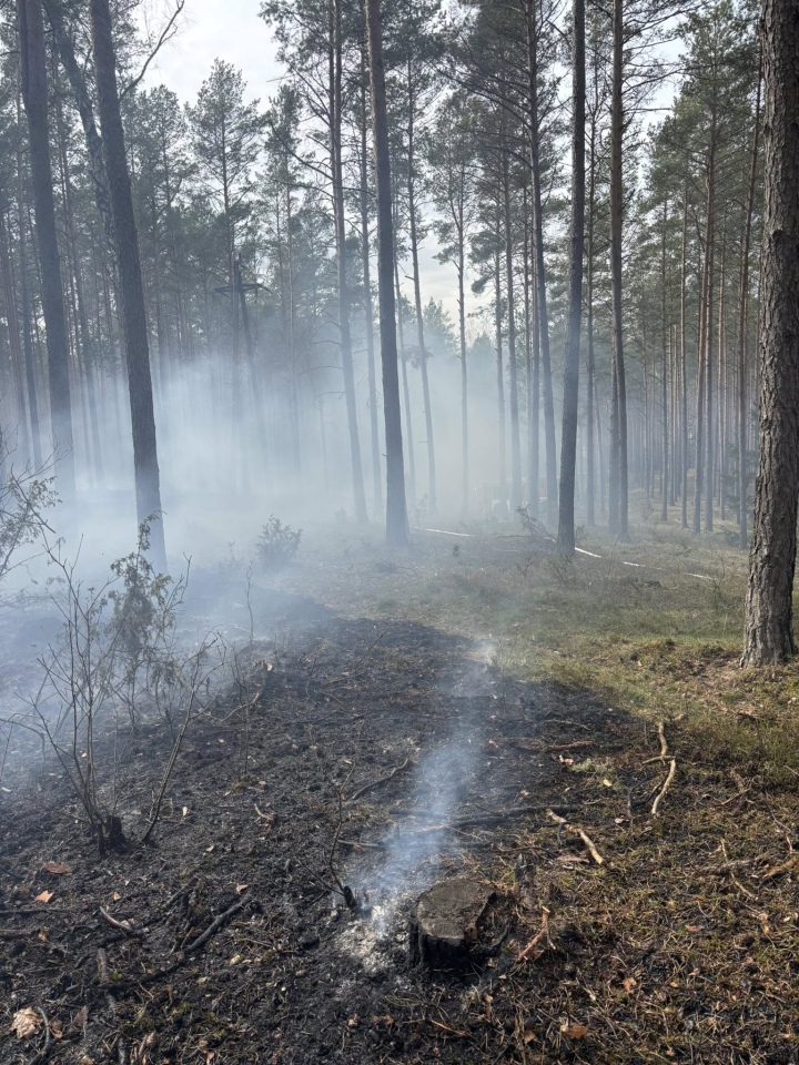 Pożar lasu w miejscowości Tyczek [14.04.2026] - zdjęcie #8 - eOstroleka.pl