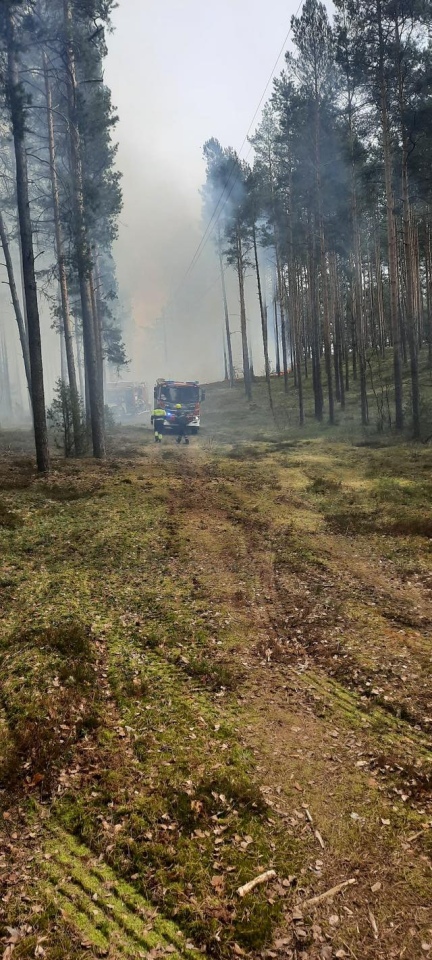 Pożar lasu w miejscowości Tyczek [14.04.2026] - zdjęcie #6 - eOstroleka.pl