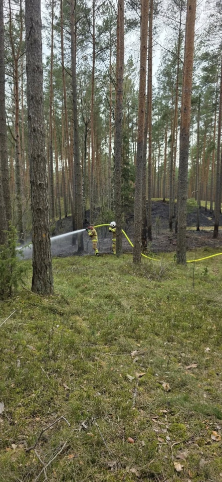 Pożar lasu w miejscowości Tyczek [14.04.2026] - zdjęcie #4 - eOstroleka.pl