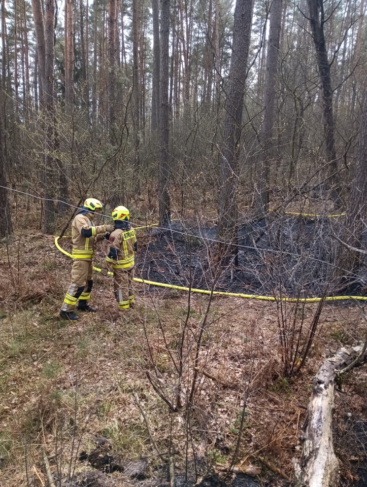 Pożar lasu w miejscowości Tyczek [14.04.2026] - zdjęcie #3 - eOstroleka.pl