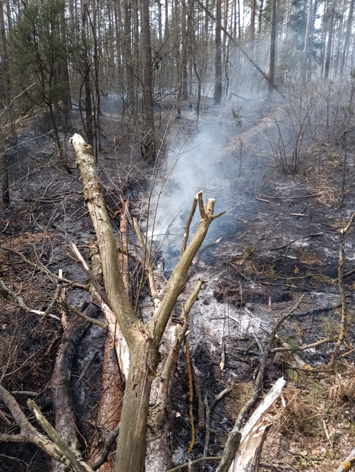 Pożar lasu w miejscowości Tyczek [14.04.2026] - zdjęcie #2 - eOstroleka.pl