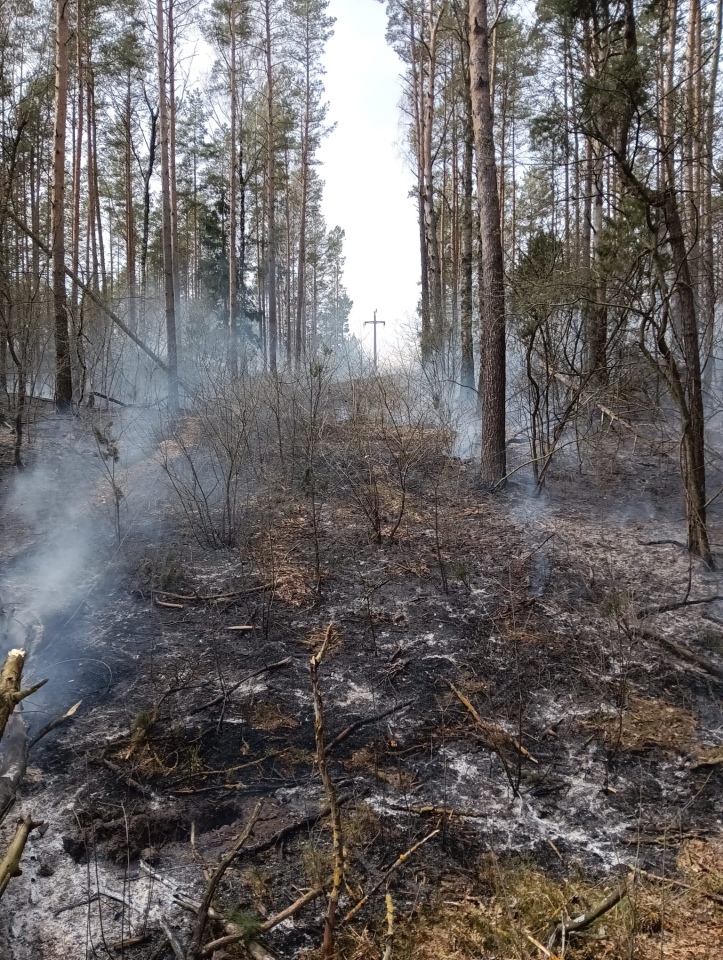 Pożar lasu w miejscowości Tyczek [14.04.2026] - zdjęcie #1 - eOstroleka.pl