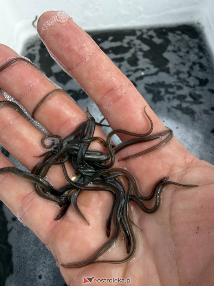 Akcja zarybiania węgorzem na Narwi i Bugu [17.04.2026] - zdjęcie #7 - eOstroleka.pl