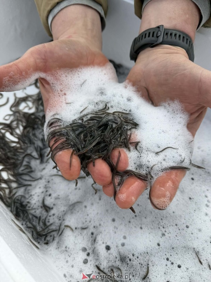 Akcja zarybiania węgorzem na Narwi i Bugu [17.04.2026] - zdjęcie #6 - eOstroleka.pl