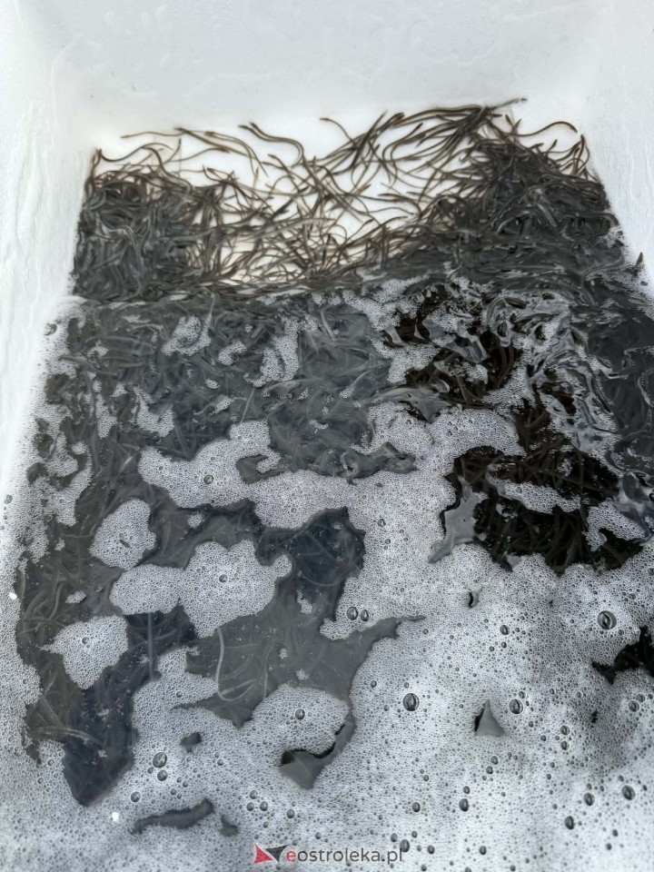 Akcja zarybiania węgorzem na Narwi i Bugu [17.04.2026] - zdjęcie #5 - eOstroleka.pl