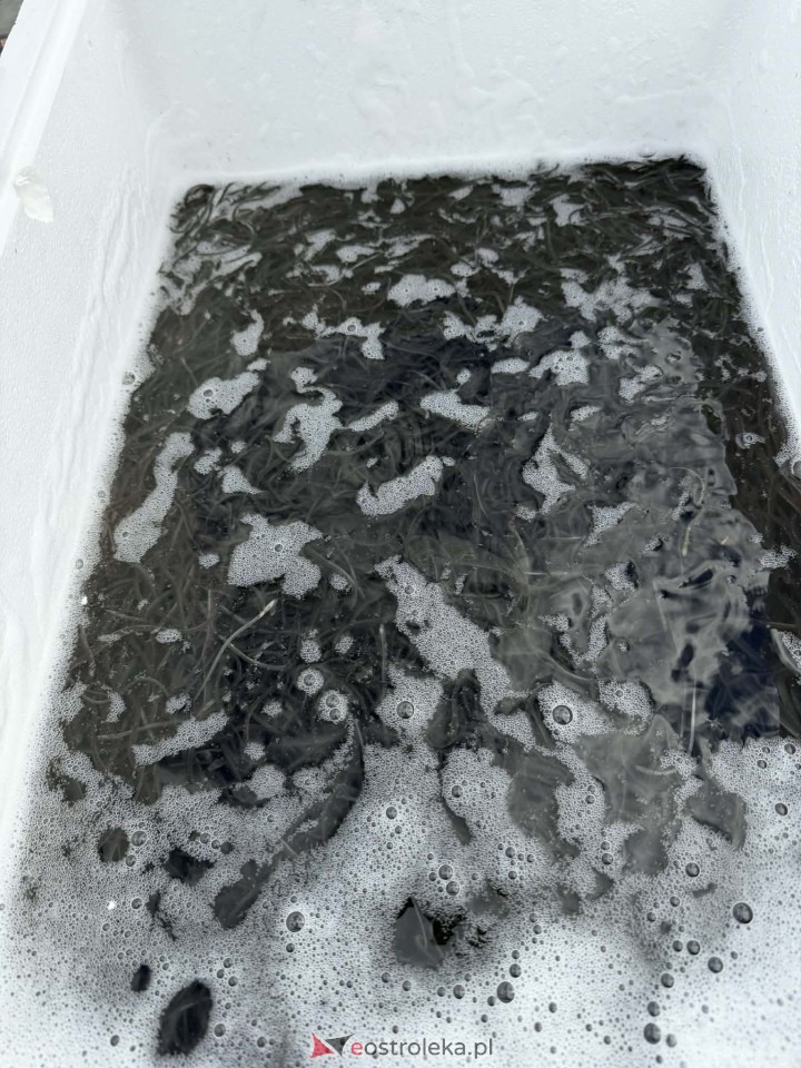 Akcja zarybiania węgorzem na Narwi i Bugu [17.04.2026] - zdjęcie #4 - eOstroleka.pl