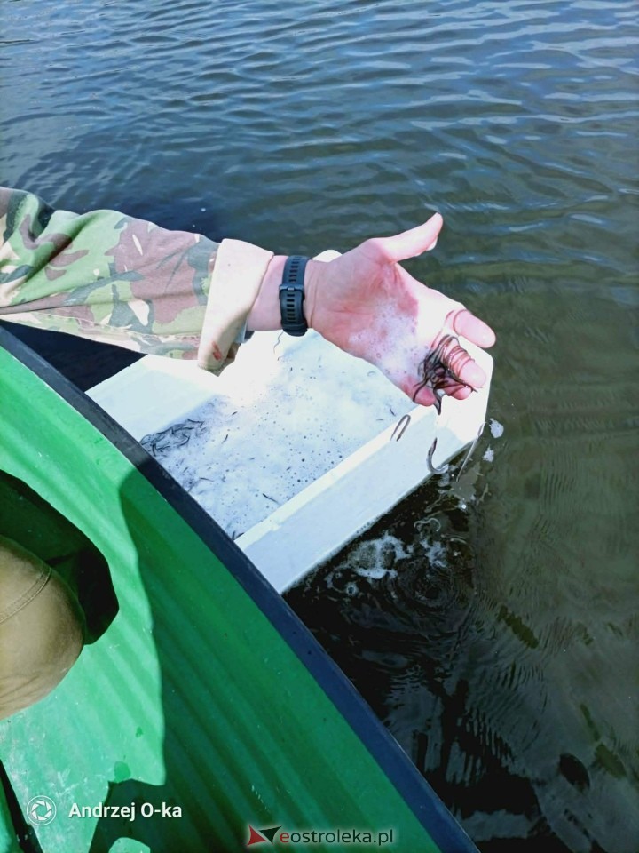 Akcja zarybiania węgorzem na Narwi i Bugu [17.04.2026] - zdjęcie #3 - eOstroleka.pl