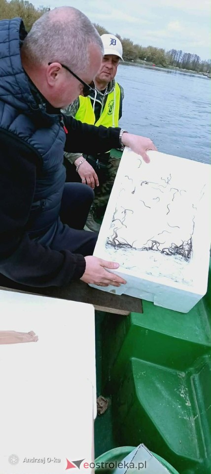 Akcja zarybiania węgorzem na Narwi i Bugu [17.04.2026] - zdjęcie #2 - eOstroleka.pl
