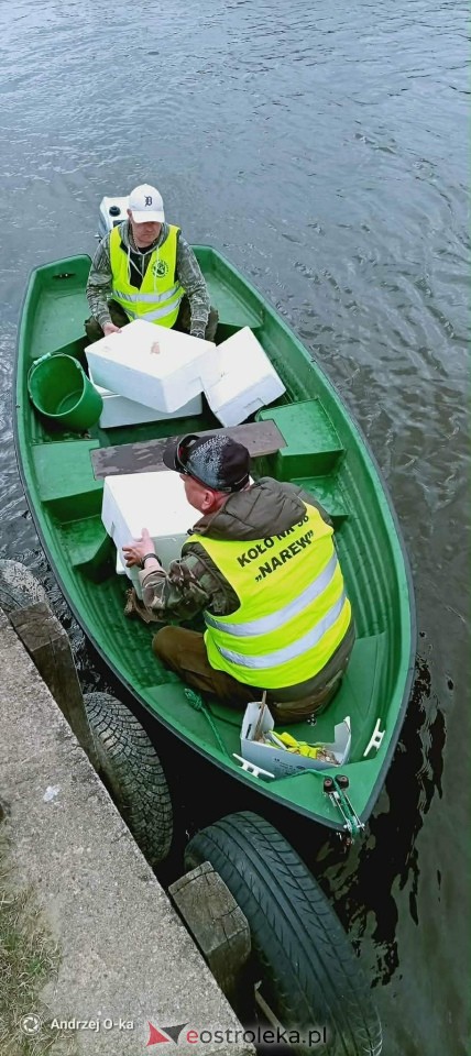 Akcja zarybiania węgorzem na Narwi i Bugu [17.04.2026] - zdjęcie #1 - eOstroleka.pl