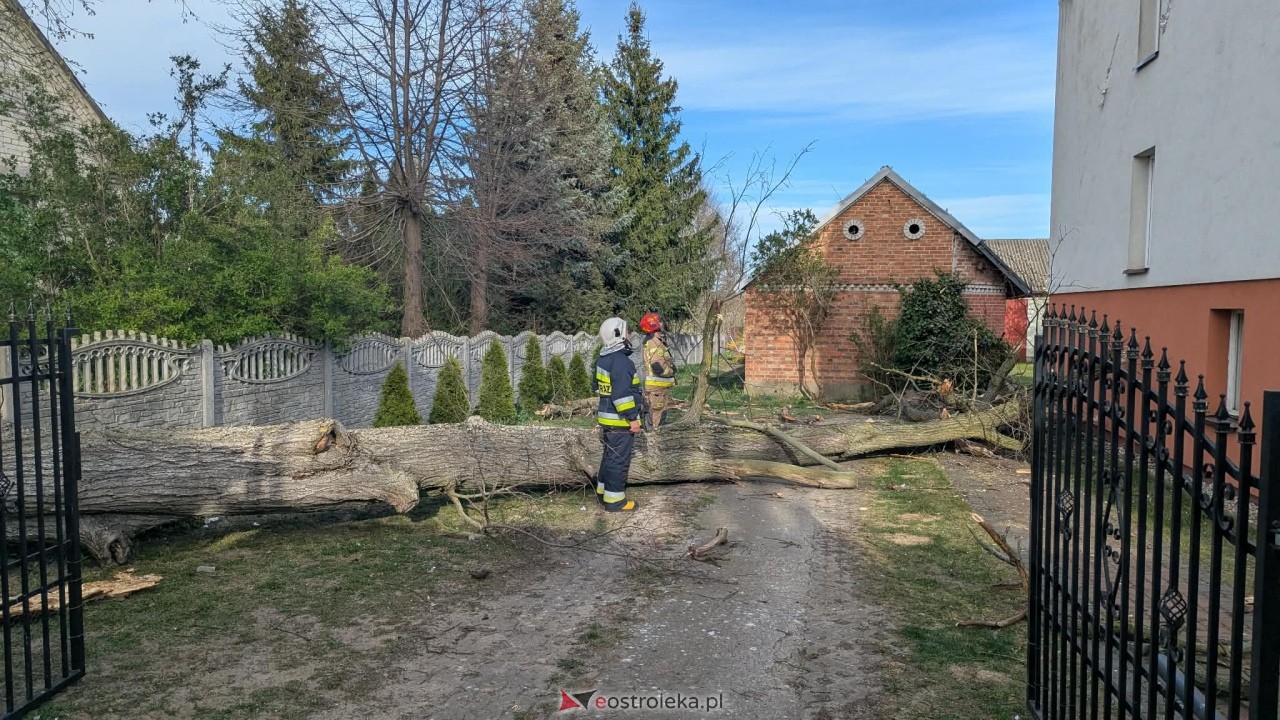 Drzewo runęło na dom w Grabowie [23.04.2026] - zdjęcie #4 - eOstroleka.pl