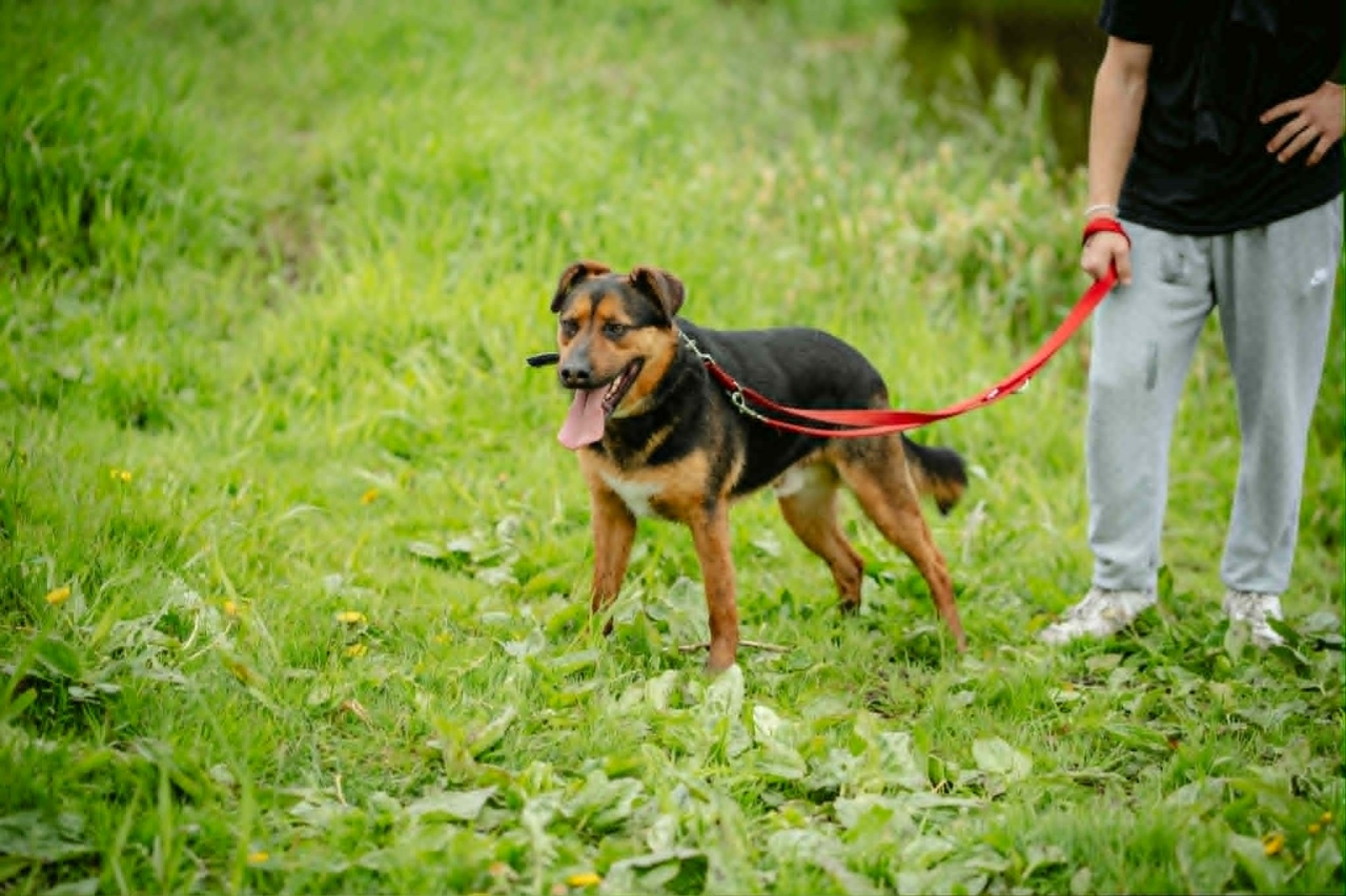 Finał akcji Mazowsze podaje łapę w Schronisku Canis w Kruszewie [16.05.2026] - zdjęcie #21 - eOstroleka.pl