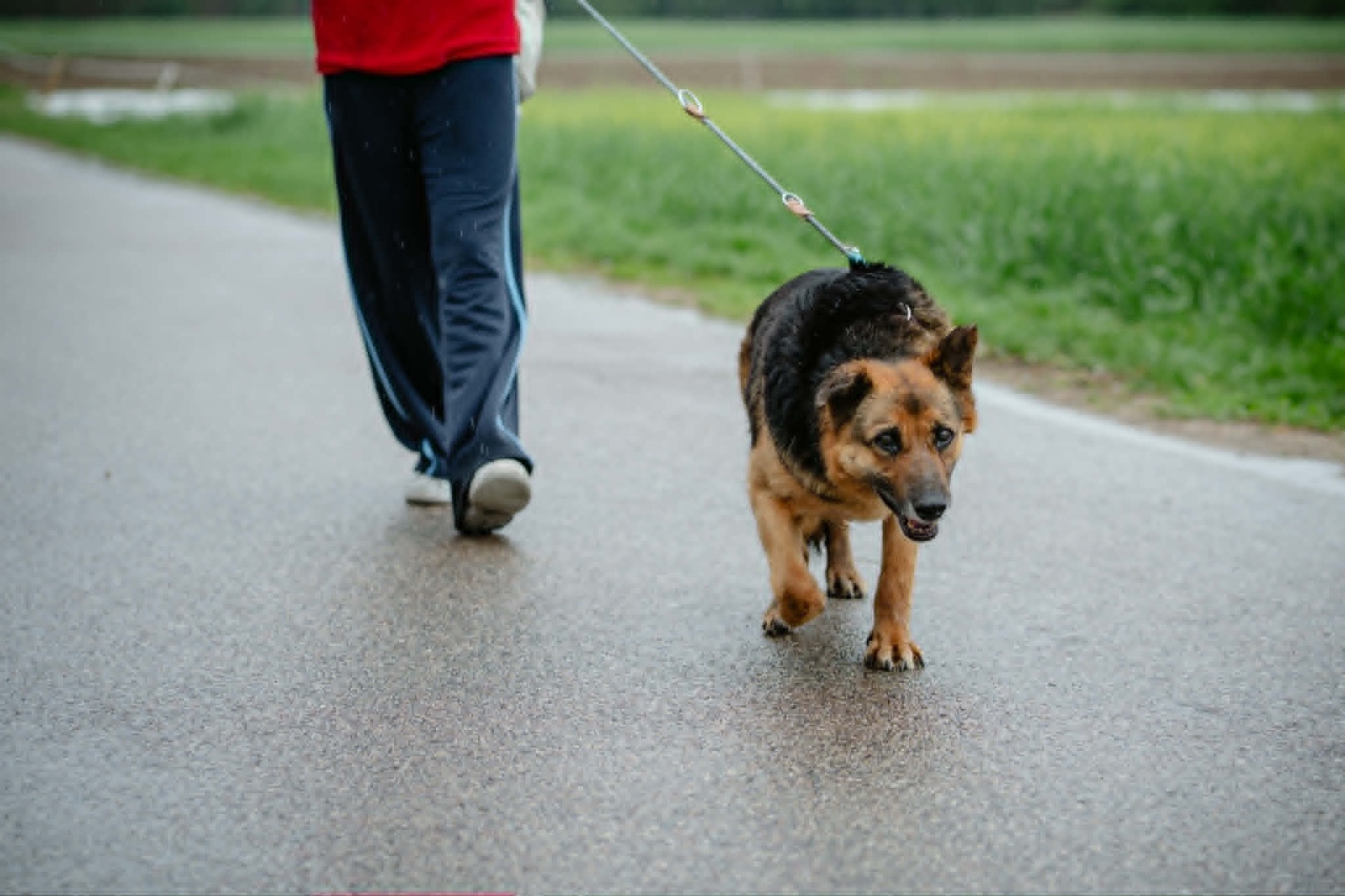 Finał akcji Mazowsze podaje łapę w Schronisku Canis w Kruszewie [16.05.2026] - zdjęcie #1 - eOstroleka.pl