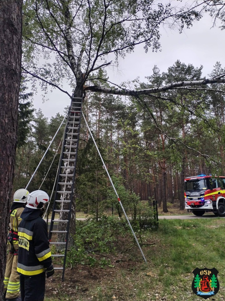 Strażackie interwencje po niedzielnej wichurze w powiecie ostrołęckim [17.05.2026] - zdjęcie #7 - eOstroleka.pl