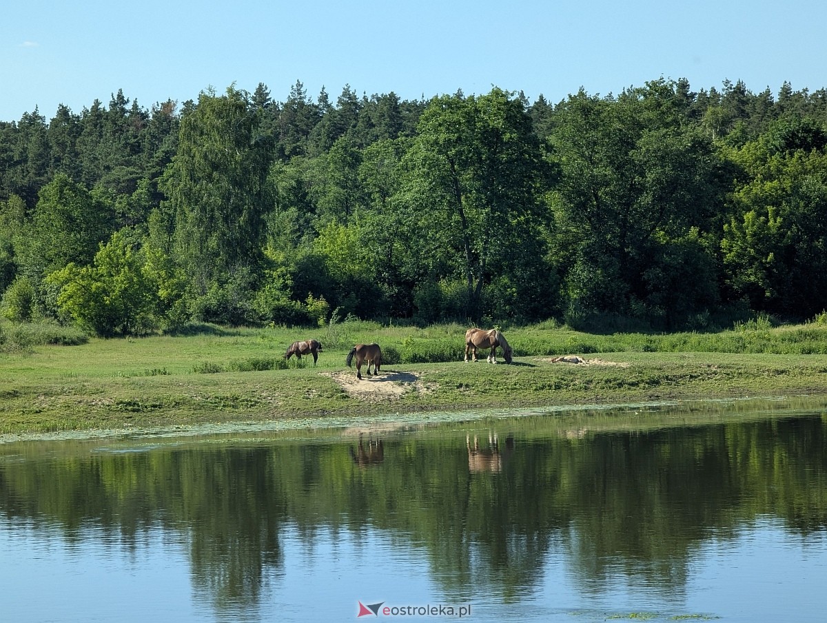 Budowa mostu przez Narew w Ostrołęce - stan z czerwca 2026 [20.06.2026] - zdjęcie #17 - eOstroleka.pl