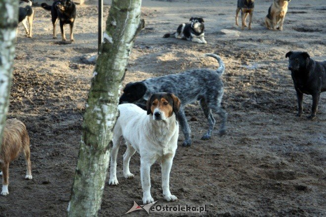 Charytatywna zbiórka w SP nr 5 - zdjęcie #9 - eOstroleka.pl