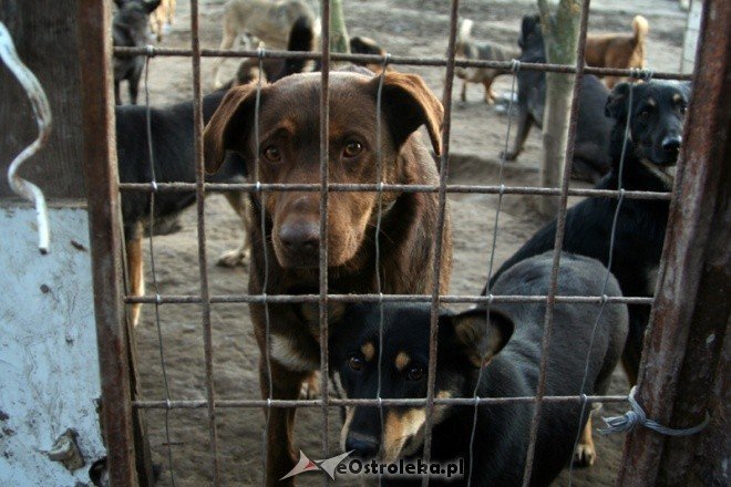 Charytatywna zbiórka w SP nr 5 - zdjęcie #6 - eOstroleka.pl