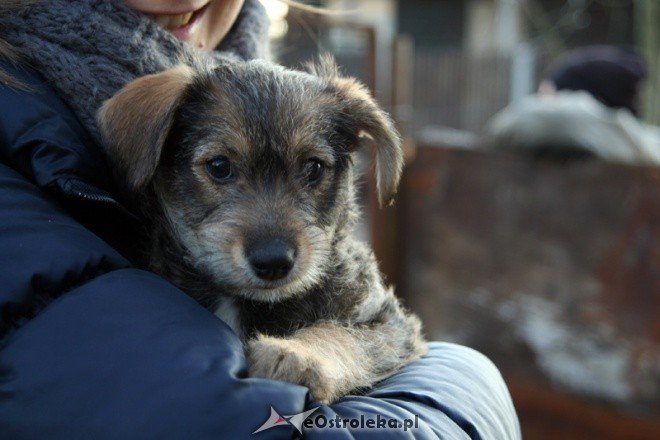 Charytatywna zbiórka w SP nr 5 - zdjęcie #4 - eOstroleka.pl