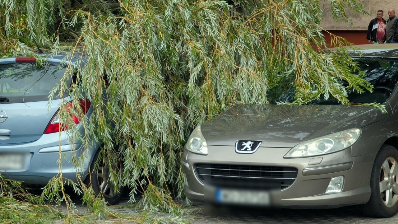 Drzewo spadło na samochody na Dzieci Polskich [22.08.2026] - zdjęcie #6 - eOstroleka.pl