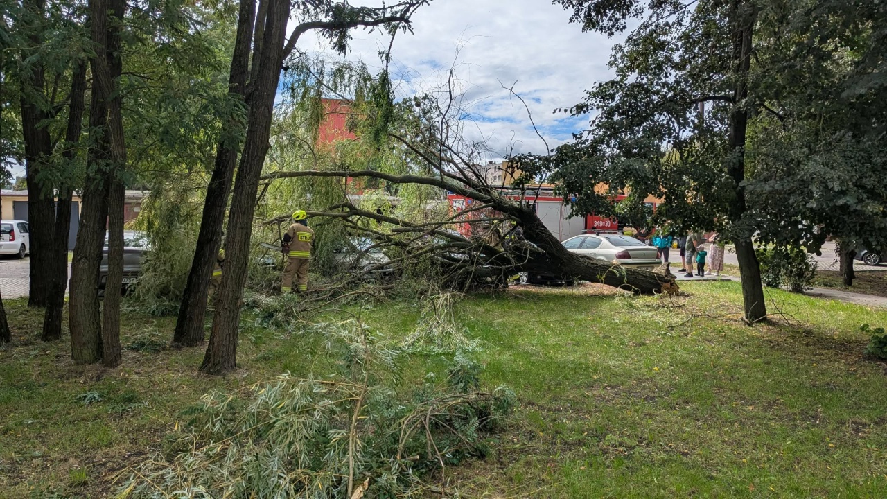 Drzewo spadło na samochody na Dzieci Polskich [22.08.2026] - zdjęcie #8 - eOstroleka.pl