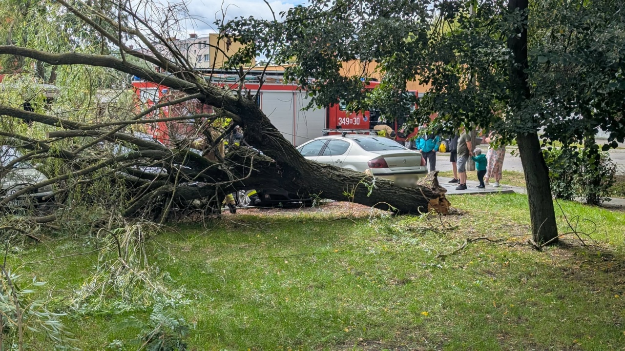 Drzewo spadło na samochody na Dzieci Polskich [22.08.2026] - zdjęcie #13 - eOstroleka.pl