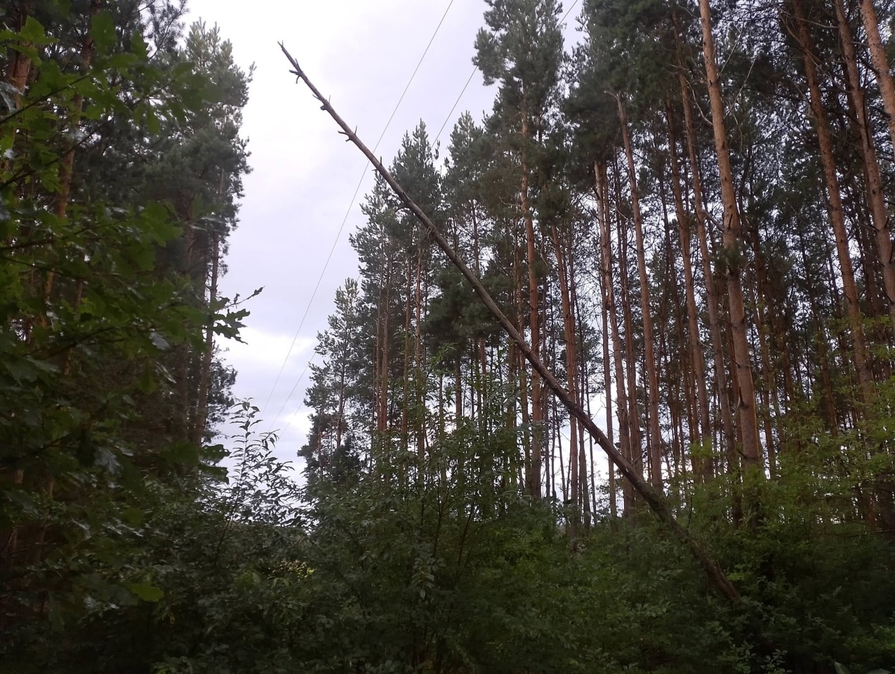 Skutki nawałnicy w Ostrołęce i powiecie ostrołęckim [23.08.2026] - zdjęcie #25 - eOstroleka.pl