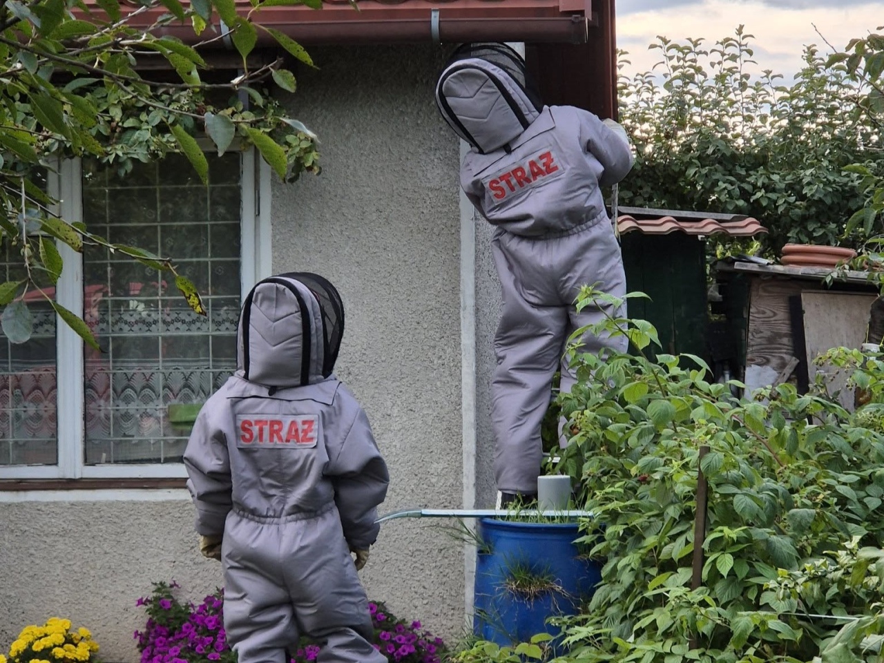 Gniazdo agresywnych owadów przy ul. Fortowej [02.09.2026] - zdjęcie #2 - eOstroleka.pl