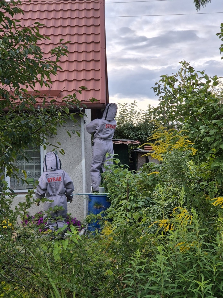 Gniazdo agresywnych owadów przy ul. Fortowej [02.09.2026] - zdjęcie #1 - eOstroleka.pl