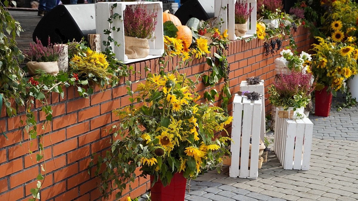 Kurpiowskie Targi Rolnicze w Ostrołęce [13.09.2026] - zdjęcie #1 - eOstroleka.pl