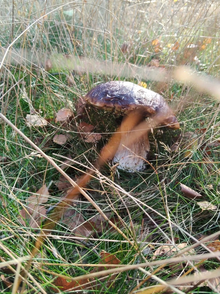 Grzybobranie w regionie ostrołęckim [16.09.2026] - zdjęcie #7 - eOstroleka.pl
