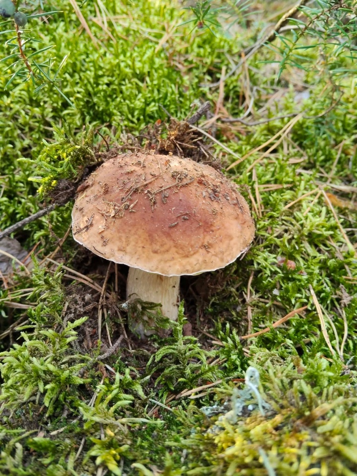 Grzybobranie w regionie ostrołęckim [16.09.2026] - zdjęcie #17 - eOstroleka.pl