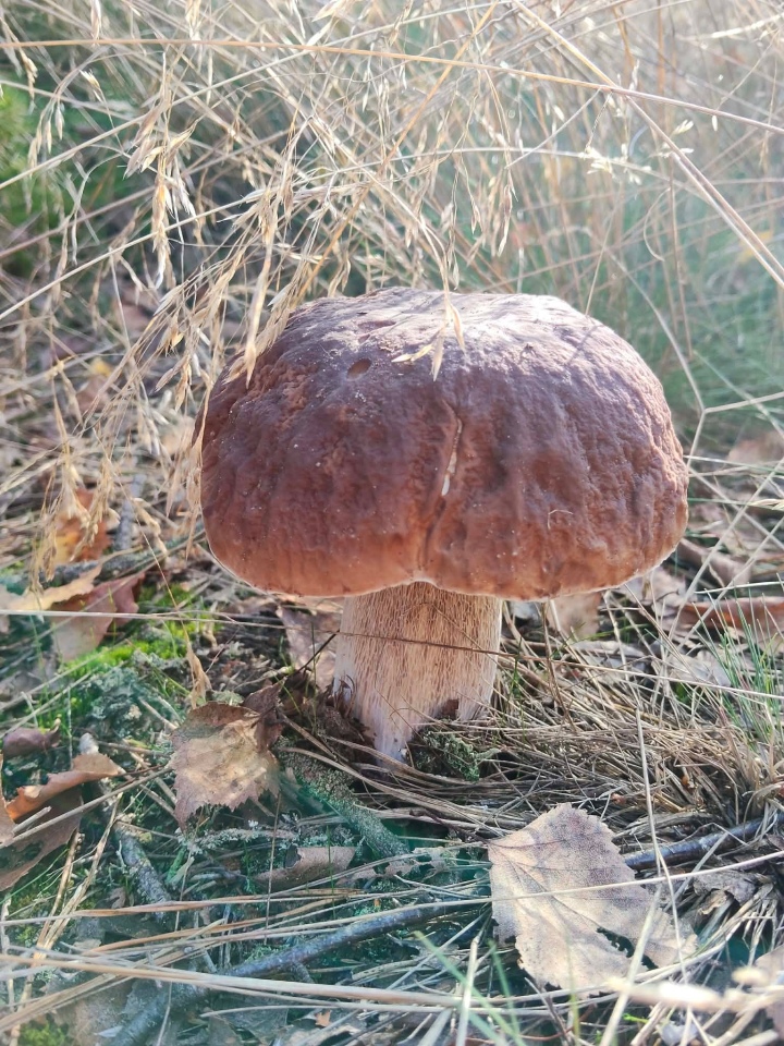 Grzybobranie w regionie ostrołęckim [16.09.2026] - zdjęcie #9 - eOstroleka.pl