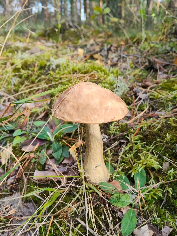 Grzybobranie w regionie ostrołęckim [16.09.2026] - zdjęcie #16 - eOstroleka.pl