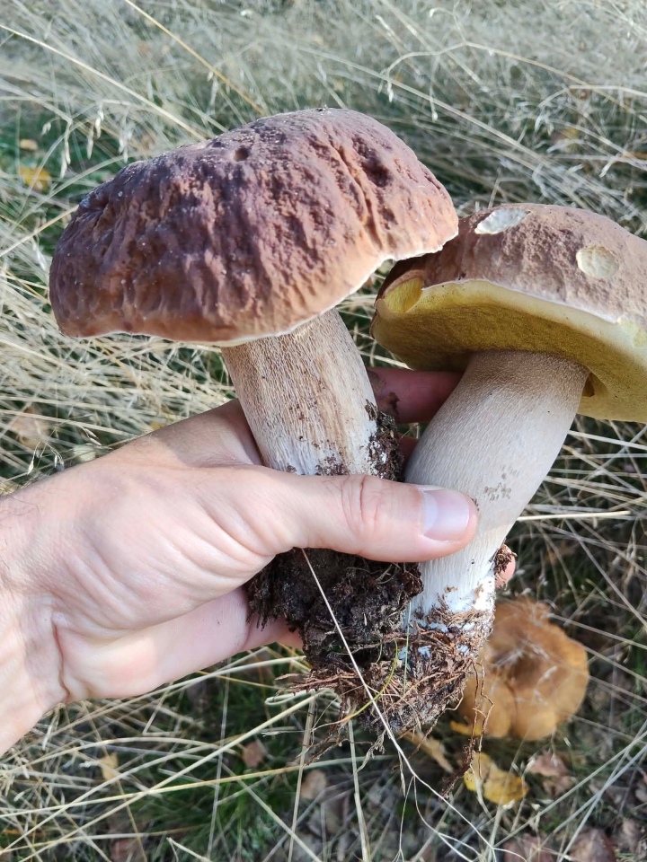Grzybobranie w regionie ostrołęckim [16.09.2026] - zdjęcie #12 - eOstroleka.pl
