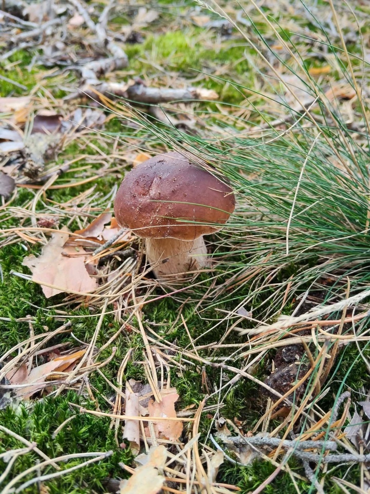 Grzybobranie w regionie ostrołęckim [16.09.2026] - zdjęcie #18 - eOstroleka.pl