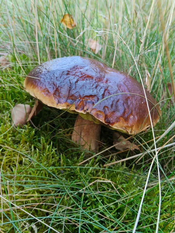 Grzybobranie w regionie ostrołęckim [16.09.2026] - zdjęcie #8 - eOstroleka.pl