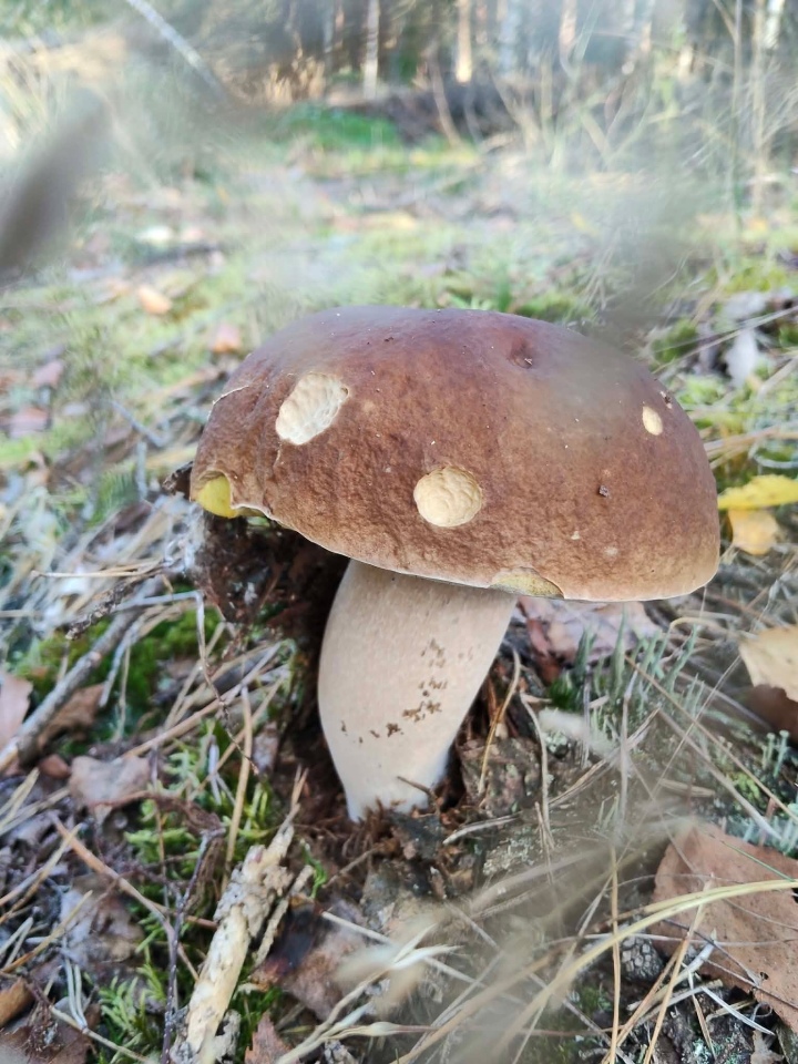 Grzybobranie w regionie ostrołęckim [16.09.2026] - zdjęcie #10 - eOstroleka.pl