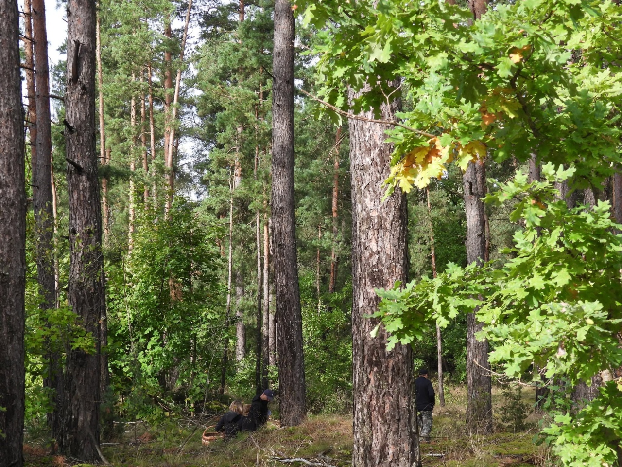 VI Kurpiowskie Grzybobranie [26.09.2026] - zdjęcie #36 - eOstroleka.pl