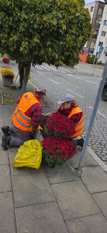 Chryzantemy ozdobiły Ostrołękę [27.10.2026] - zdjęcie #14 - eOstroleka.pl