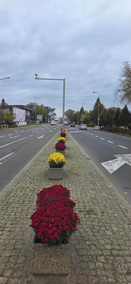 Chryzantemy ozdobiły Ostrołękę [27.10.2026] - zdjęcie #13 - eOstroleka.pl