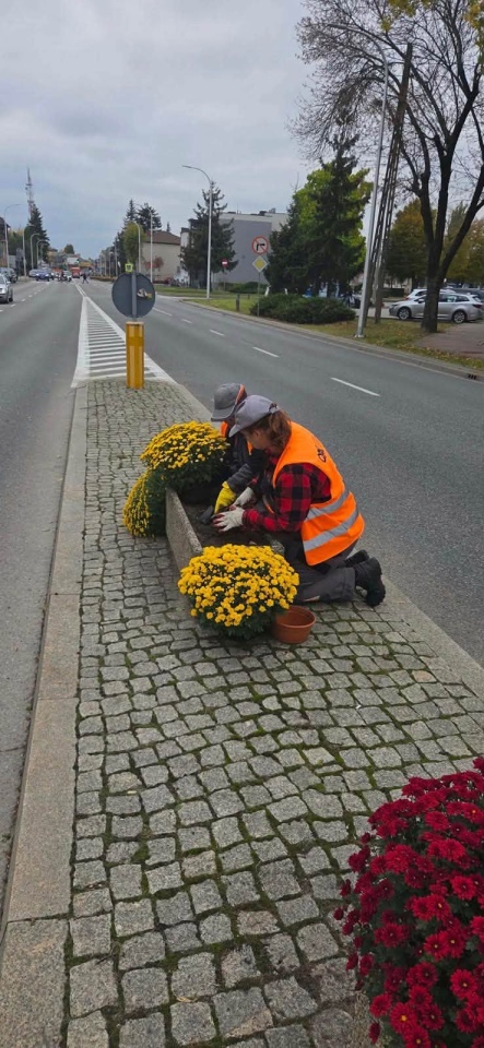 Chryzantemy ozdobiły Ostrołękę [27.10.2026] - zdjęcie #11 - eOstroleka.pl