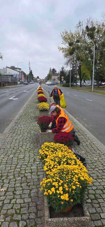 Chryzantemy ozdobiły Ostrołękę [27.10.2026] - zdjęcie #10 - eOstroleka.pl