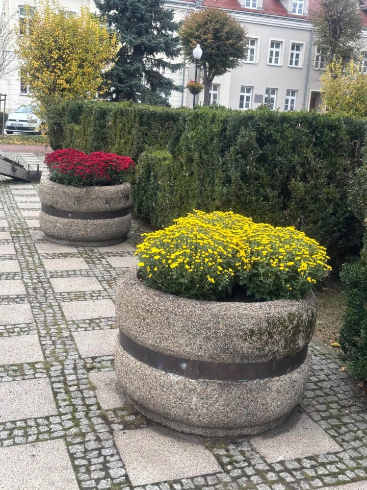 Chryzantemy ozdobiły Ostrołękę [27.10.2026] - zdjęcie #8 - eOstroleka.pl