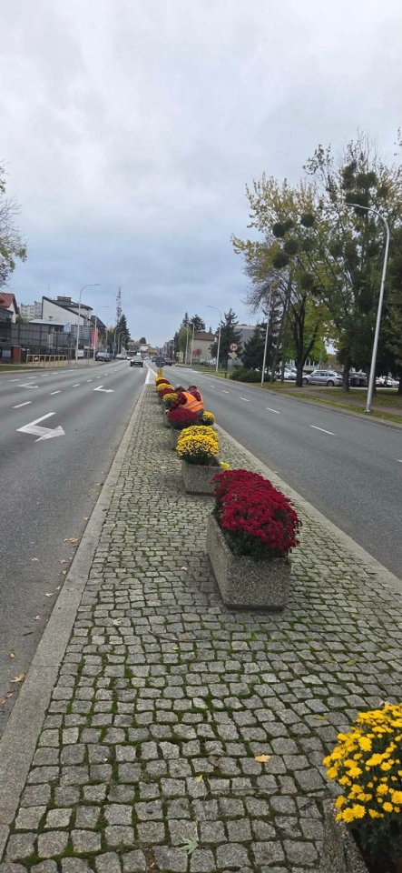 Chryzantemy ozdobiły Ostrołękę [27.10.2026] - zdjęcie #7 - eOstroleka.pl