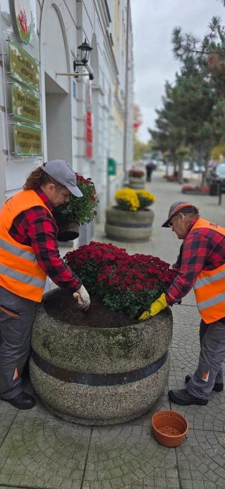 Chryzantemy ozdobiły Ostrołękę [27.10.2026] - zdjęcie #4 - eOstroleka.pl
