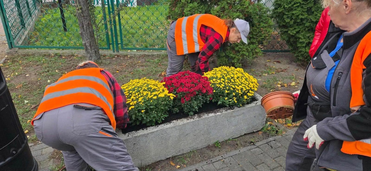 Chryzantemy ozdobiły Ostrołękę [27.10.2026] - zdjęcie #3 - eOstroleka.pl